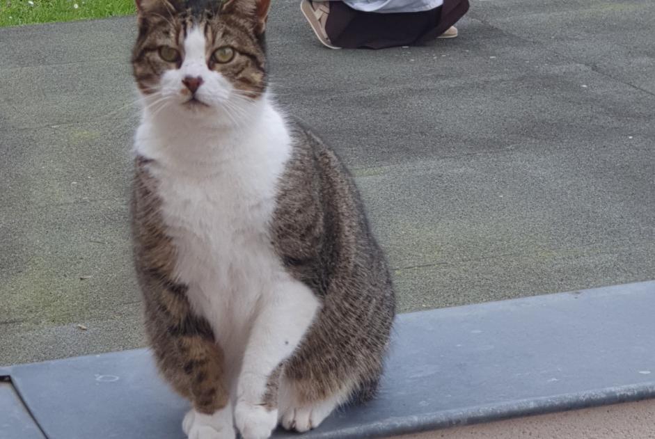 Alerte Disparition Chat Femelle , 8 ans Compiègne France Alerte Disparition Chat Femelle , 8 ans Compiègne France