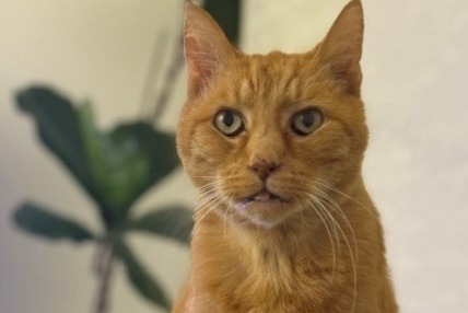 Alerte Disparition Chat  Mâle , 16 ans Brebières France