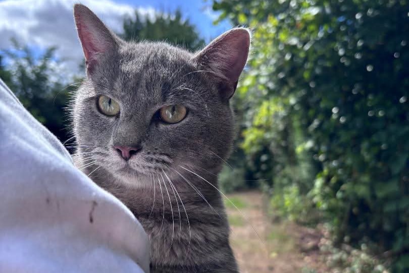 Alerte Découverte Chat Mâle Frenelles-en-Vexin France