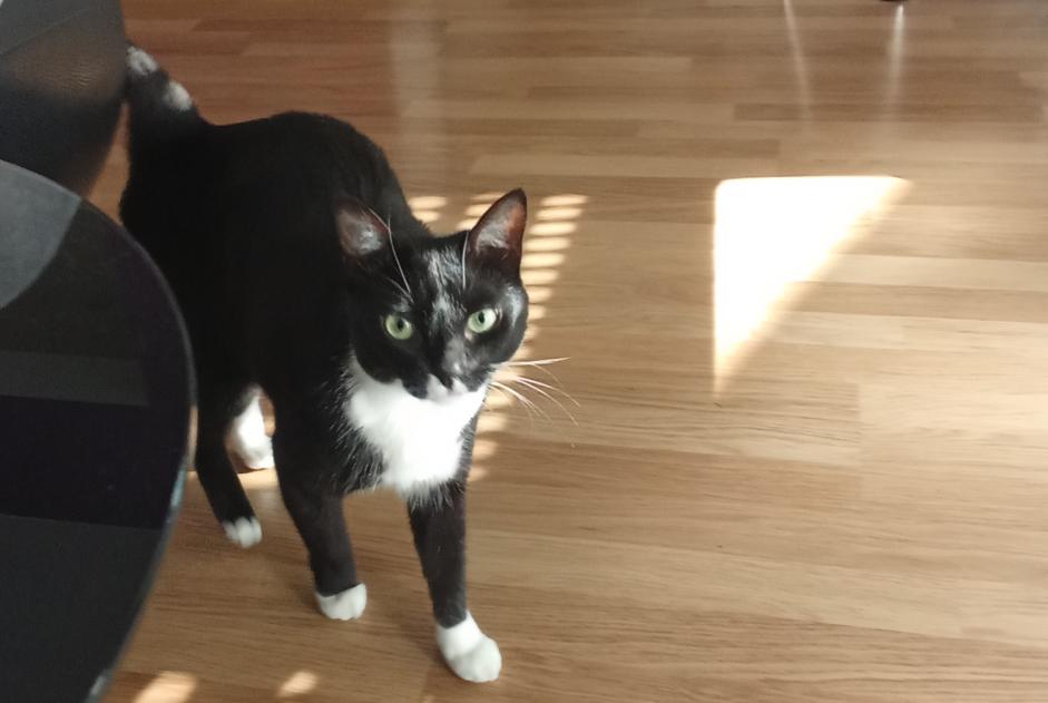 Avviso scomparsa Gatto  Femmina , 3 anni Charmeil Francia