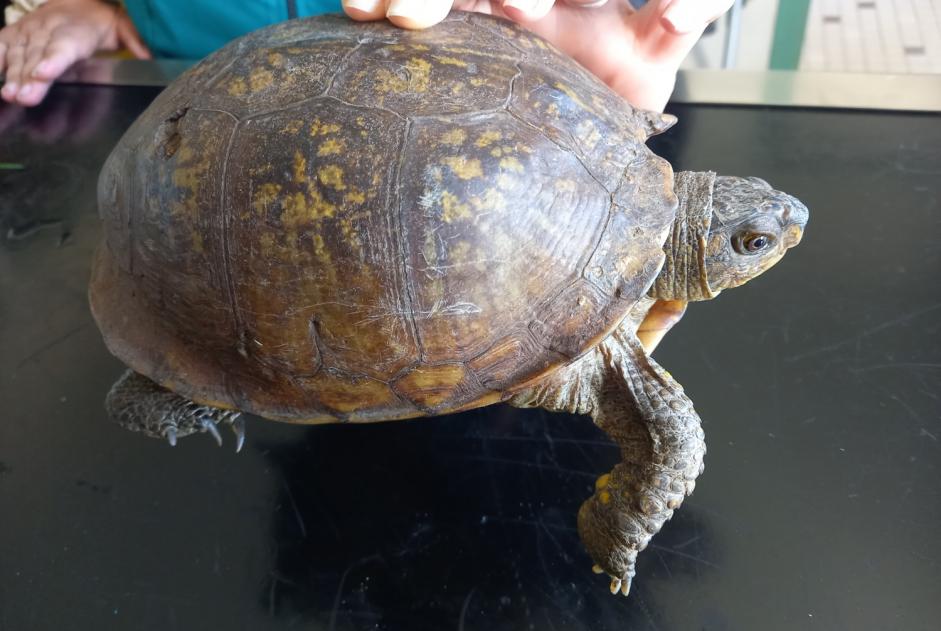 Alerta descoberta Tartaruga Desconhecido Saint-Pierre-le-Moûtier France Alerta descoberta Tartaruga Desconhecido Saint-Pierre-le-Moûtier France